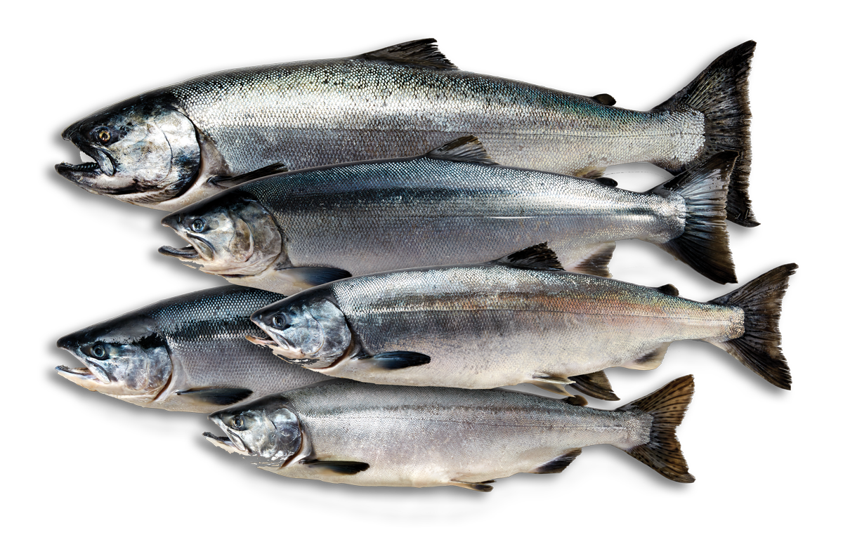 The Sex Fish Business
